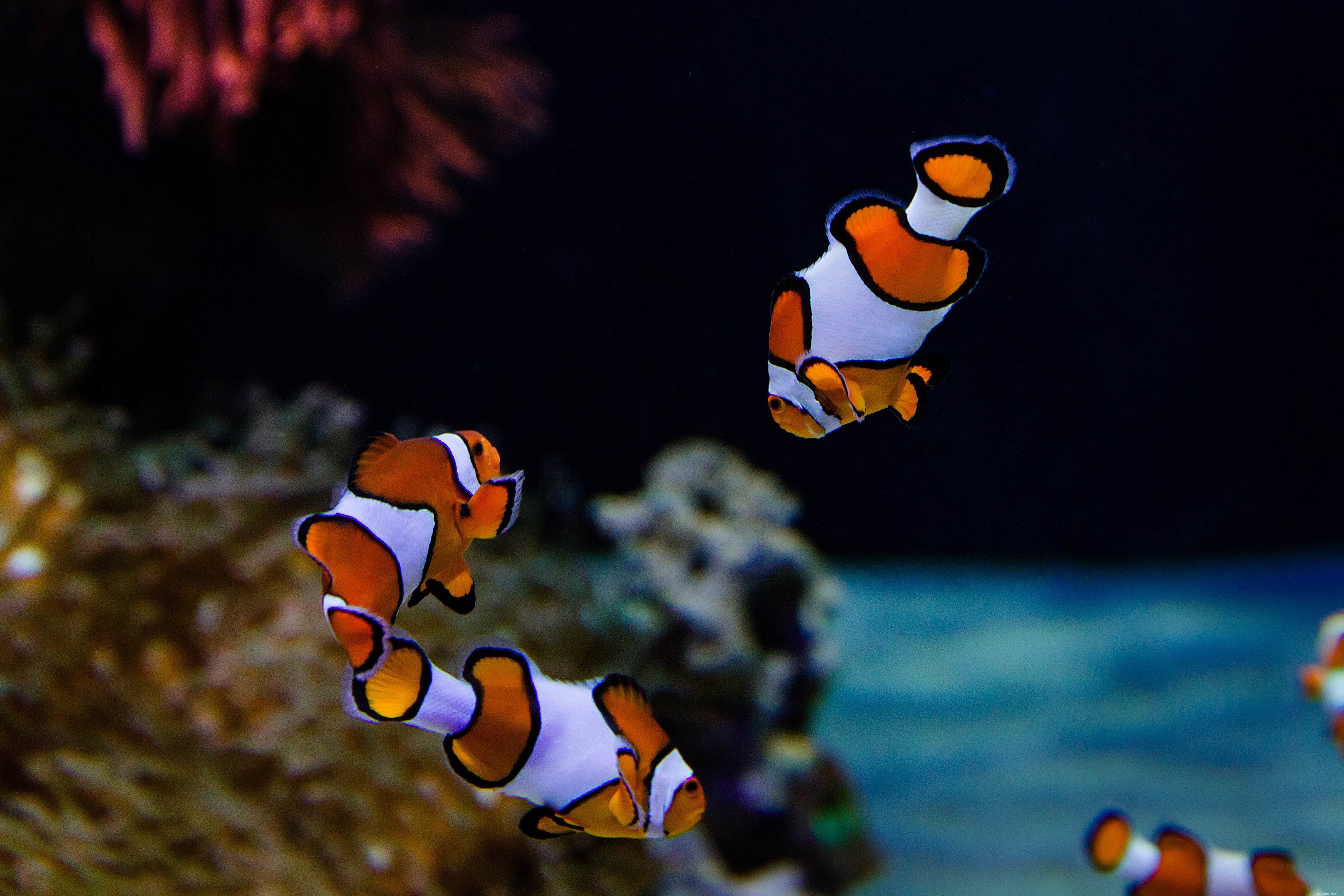 Top 28 Beginner-Friendly Saltwater Fish – Easy Care, Stunning Aesthetics