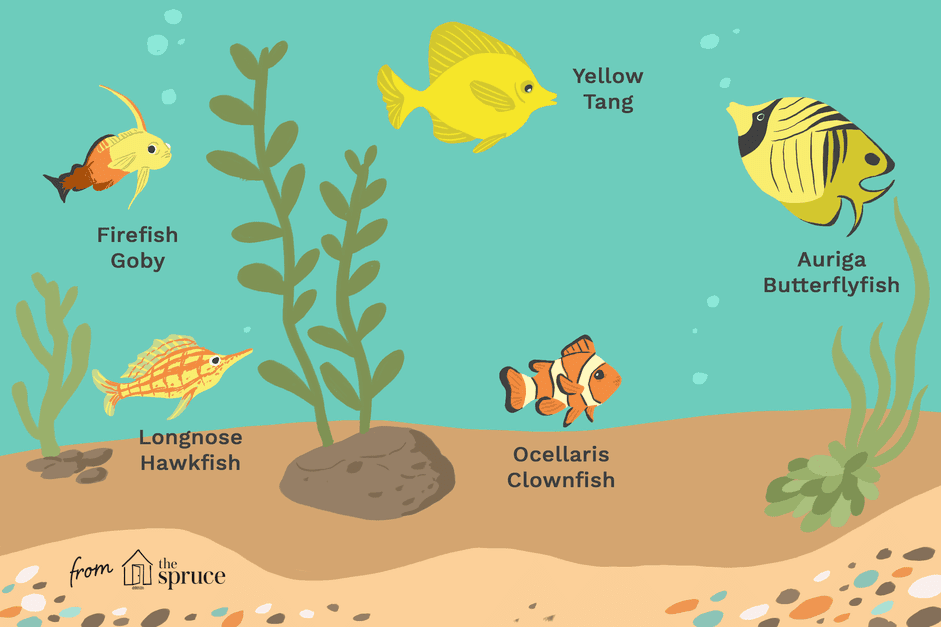 Top 28 Beginner-Friendly Saltwater Fish – Easy Care, Stunning Aesthetics