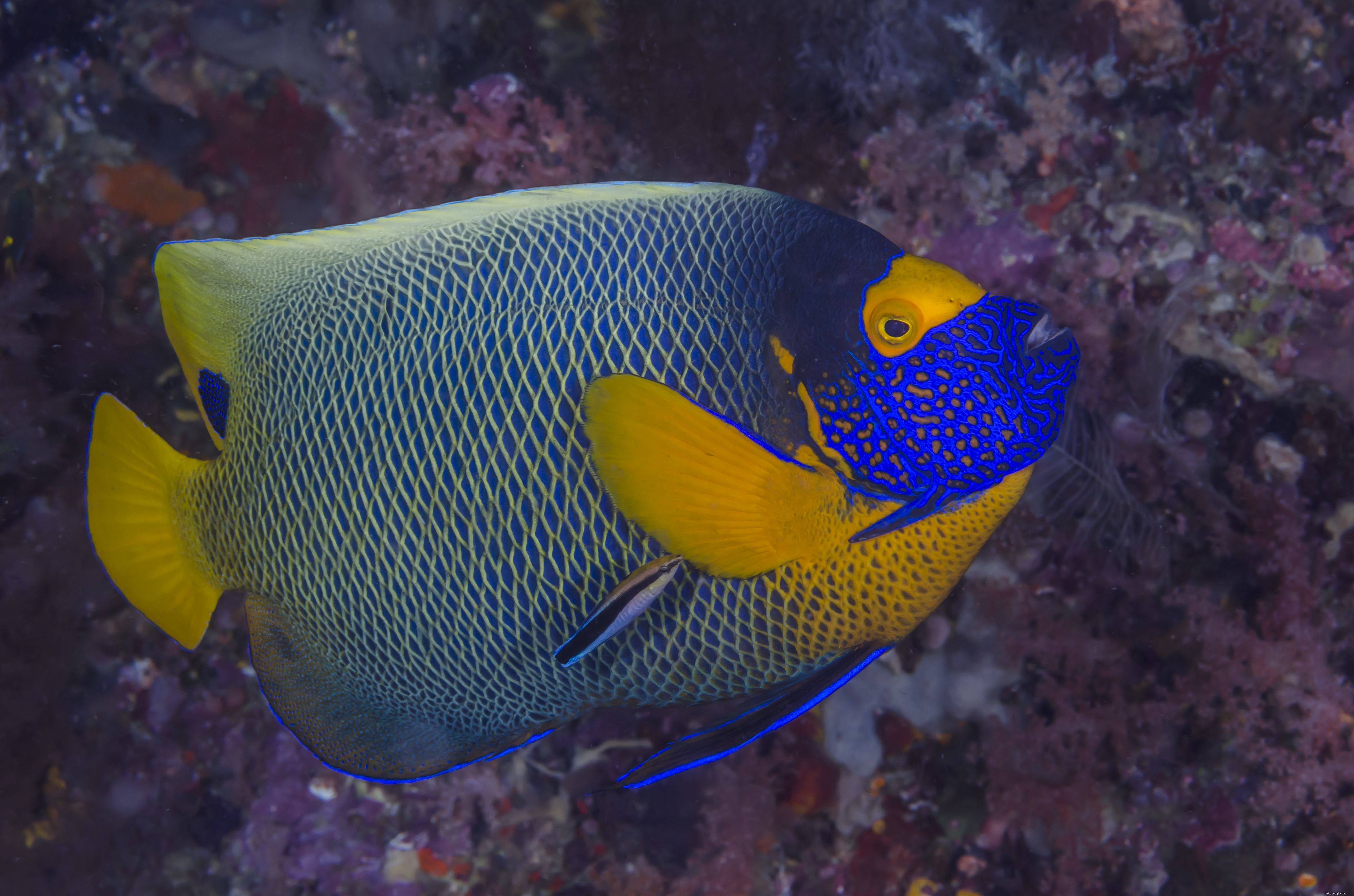 Top 28 Beginner-Friendly Saltwater Fish – Easy Care, Stunning Aesthetics