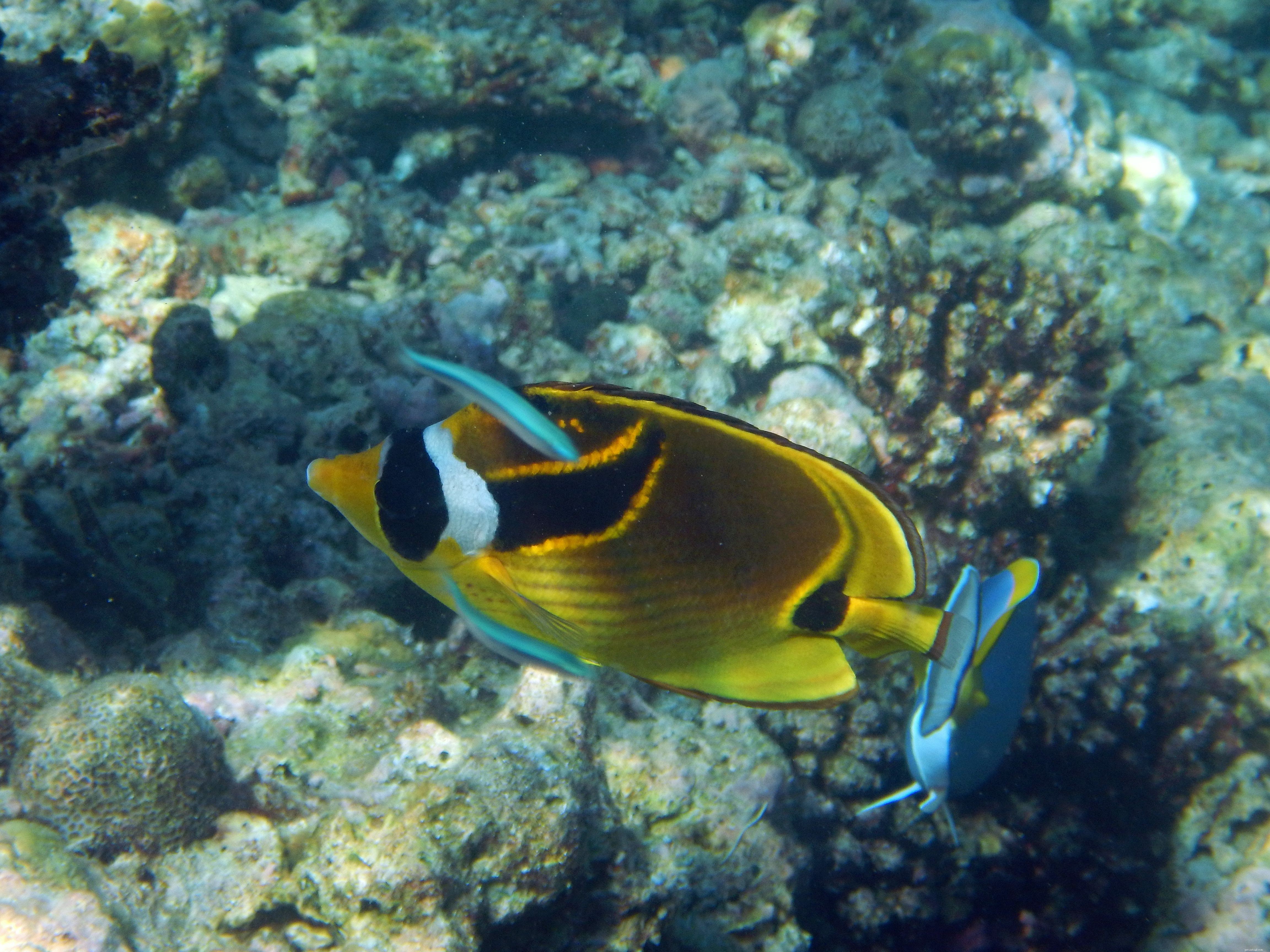 Top 28 Beginner-Friendly Saltwater Fish – Easy Care, Stunning Aesthetics
