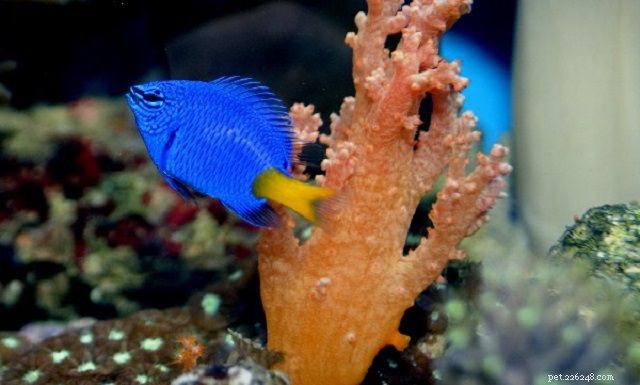 Top 28 Beginner-Friendly Saltwater Fish – Easy Care, Stunning Aesthetics