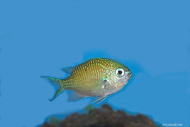 Top 28 Beginner-Friendly Saltwater Fish – Easy Care, Stunning Aesthetics
