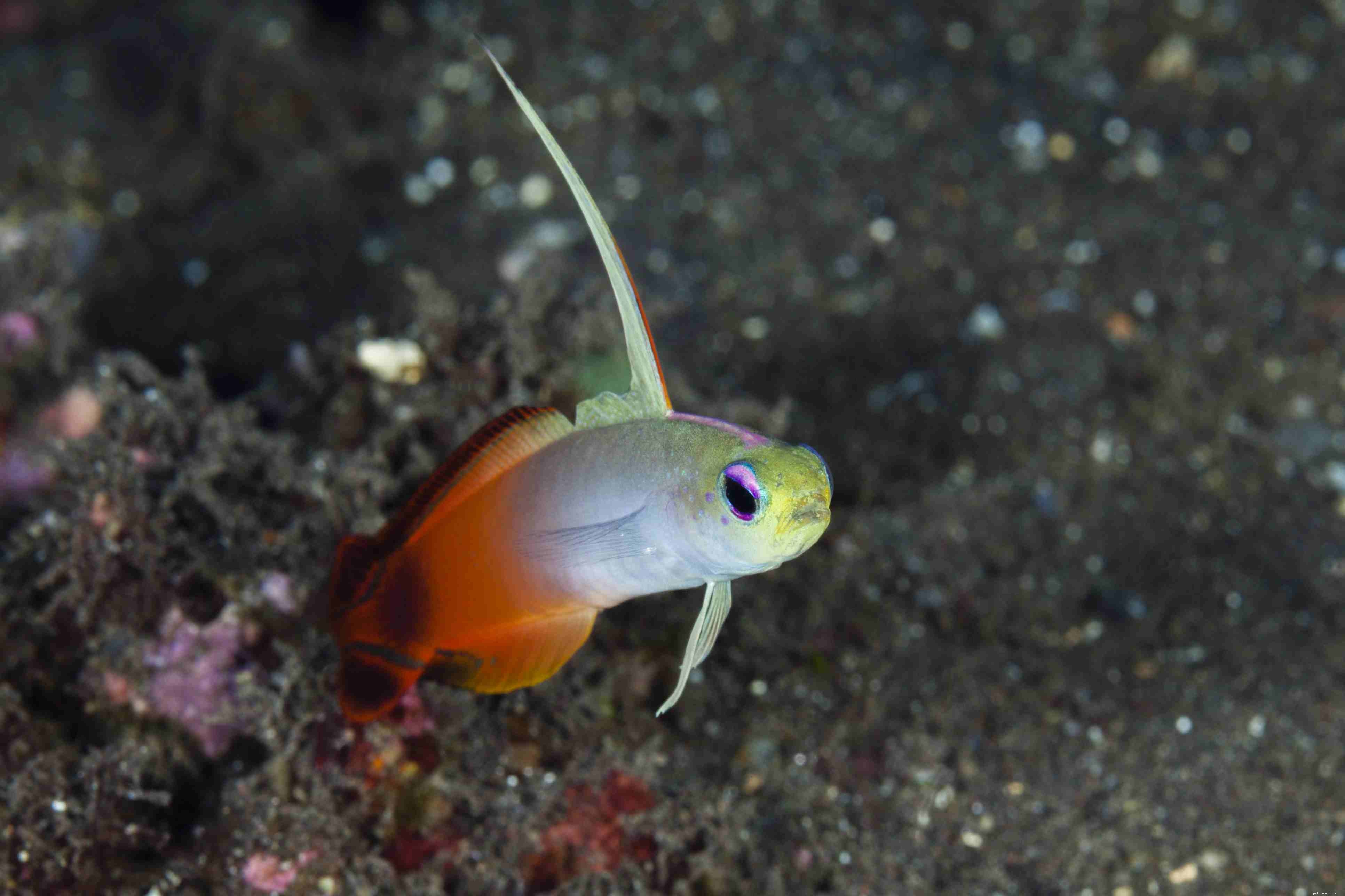 Top 28 Beginner-Friendly Saltwater Fish – Easy Care, Stunning Aesthetics