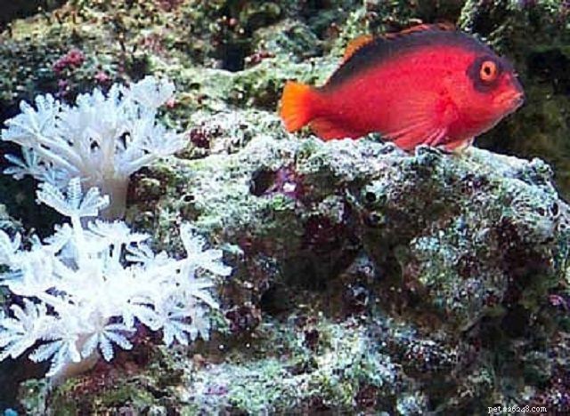Top 28 Beginner-Friendly Saltwater Fish – Easy Care, Stunning Aesthetics