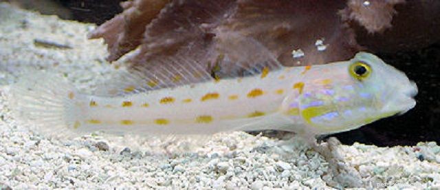 Top 28 Beginner-Friendly Saltwater Fish – Easy Care, Stunning Aesthetics