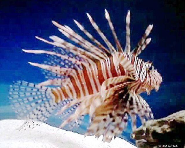 Top 28 Beginner-Friendly Saltwater Fish – Easy Care, Stunning Aesthetics