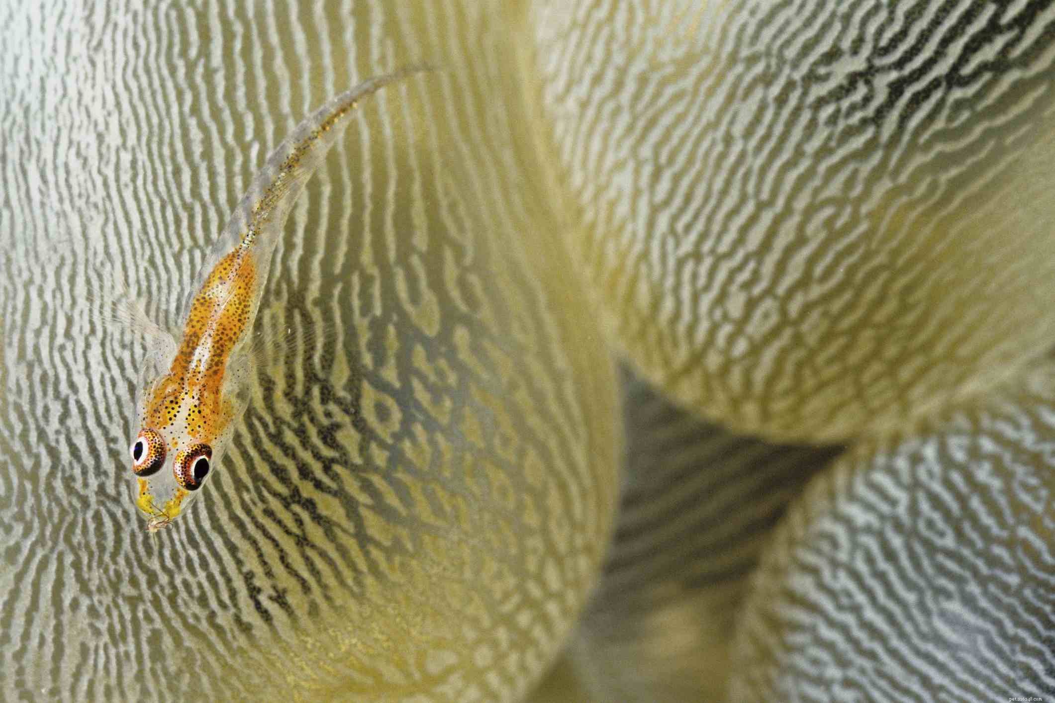 Top 28 Beginner-Friendly Saltwater Fish – Easy Care, Stunning Aesthetics