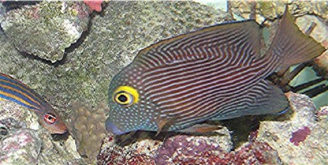 Top 28 Beginner-Friendly Saltwater Fish – Easy Care, Stunning Aesthetics