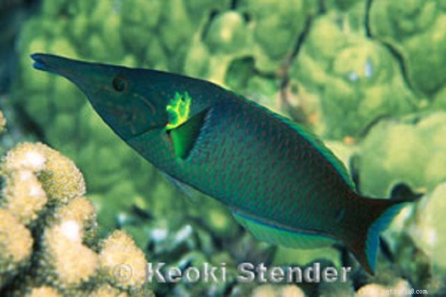 Top 28 Beginner-Friendly Saltwater Fish – Easy Care, Stunning Aesthetics
