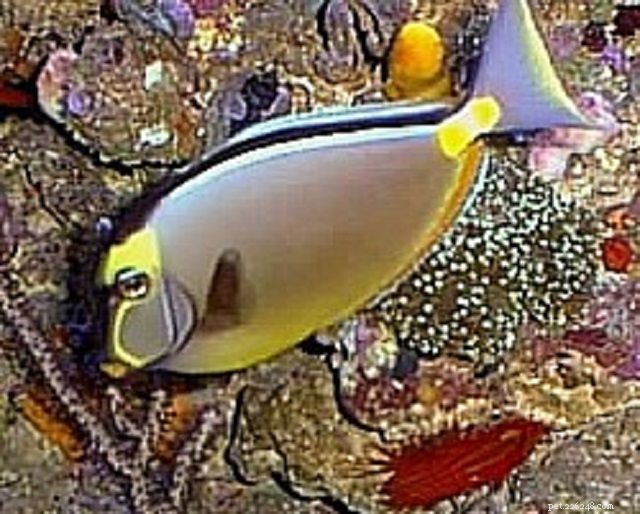 Top 28 Beginner-Friendly Saltwater Fish – Easy Care, Stunning Aesthetics