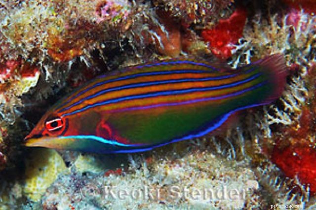 Top 28 Beginner-Friendly Saltwater Fish – Easy Care, Stunning Aesthetics