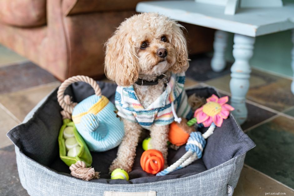 The True Cost of Owning a Dog: A Comprehensive Guide