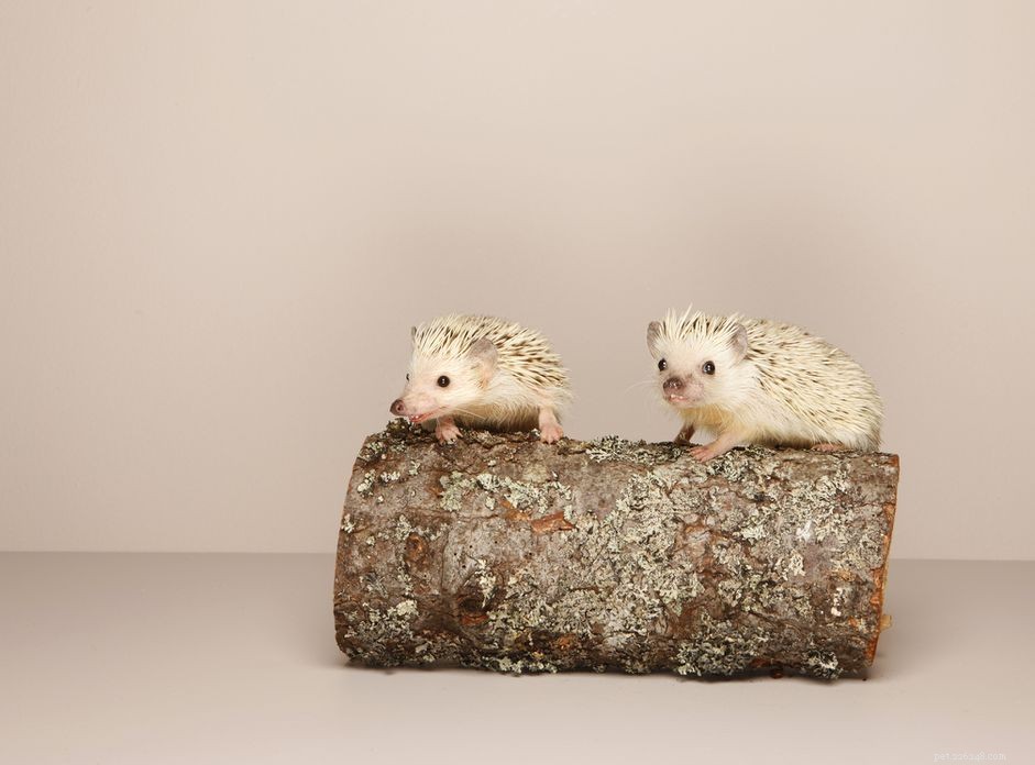 Should I Keep a Companion Hedgehog? Expert Guidance on African Pygmy Hedgehog Social Needs