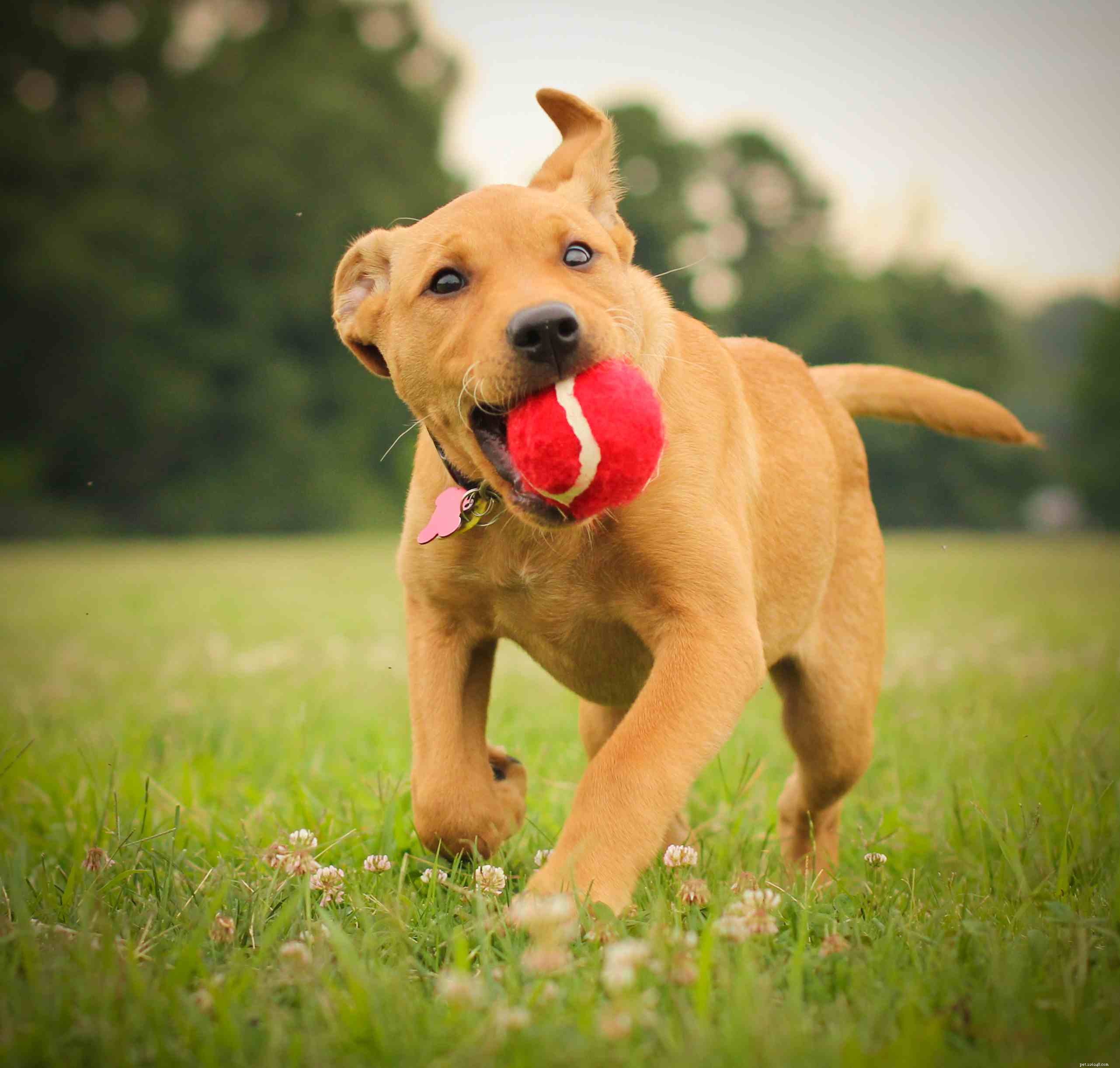 7 Essential Steps Before Bringing Home Your First Puppy