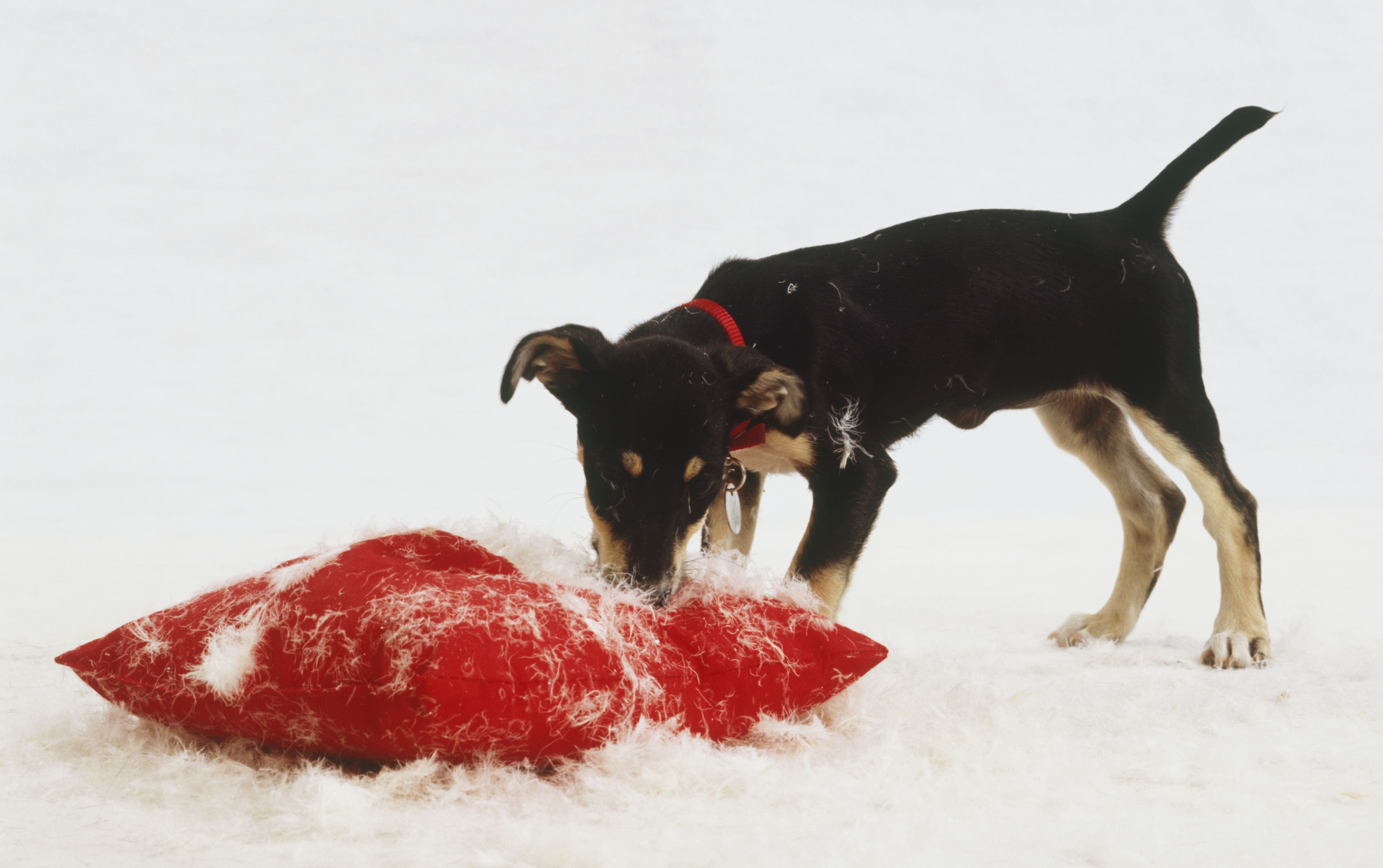 7 Essential Steps Before Bringing Home Your First Puppy