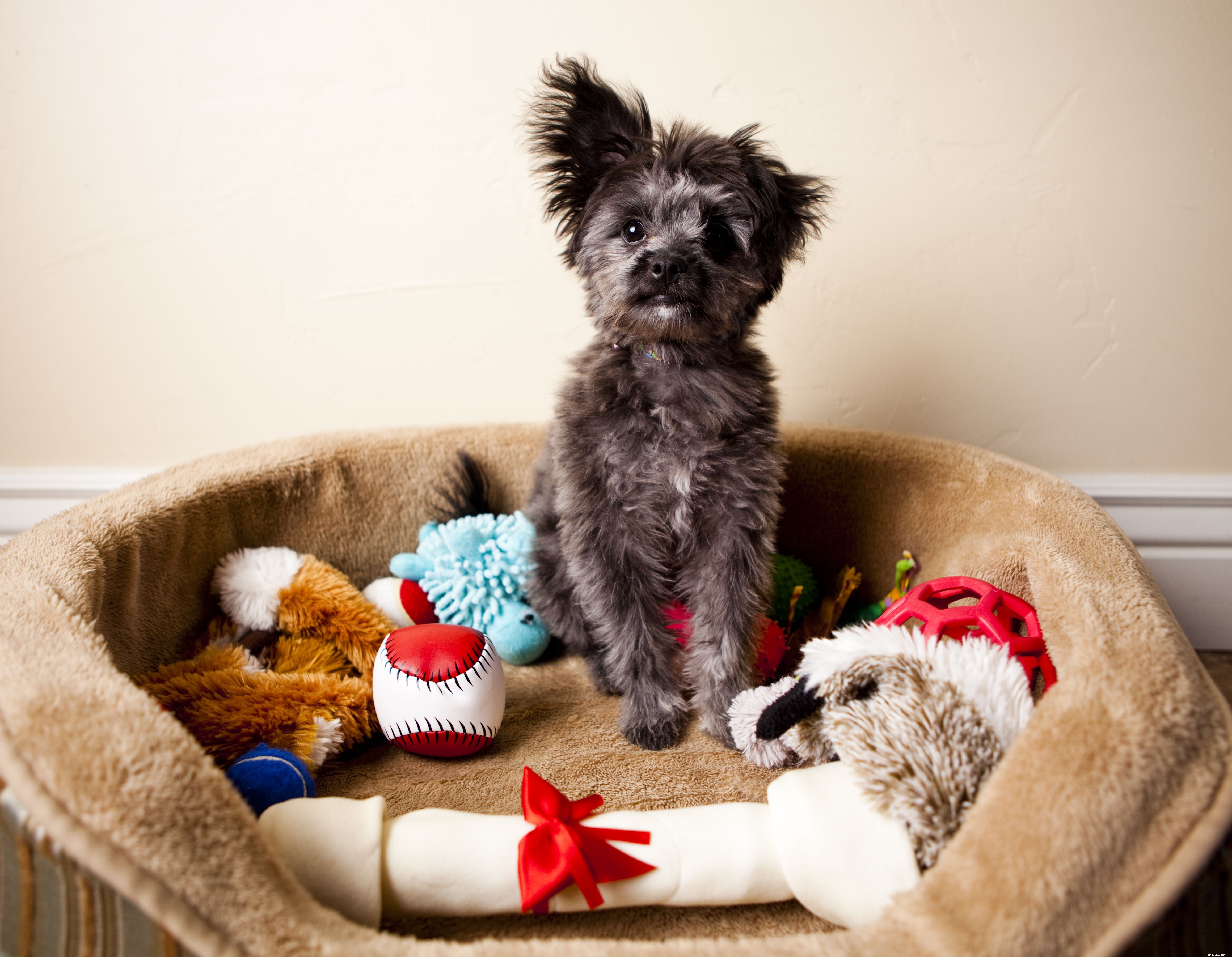 7 Essential Steps Before Bringing Home Your First Puppy