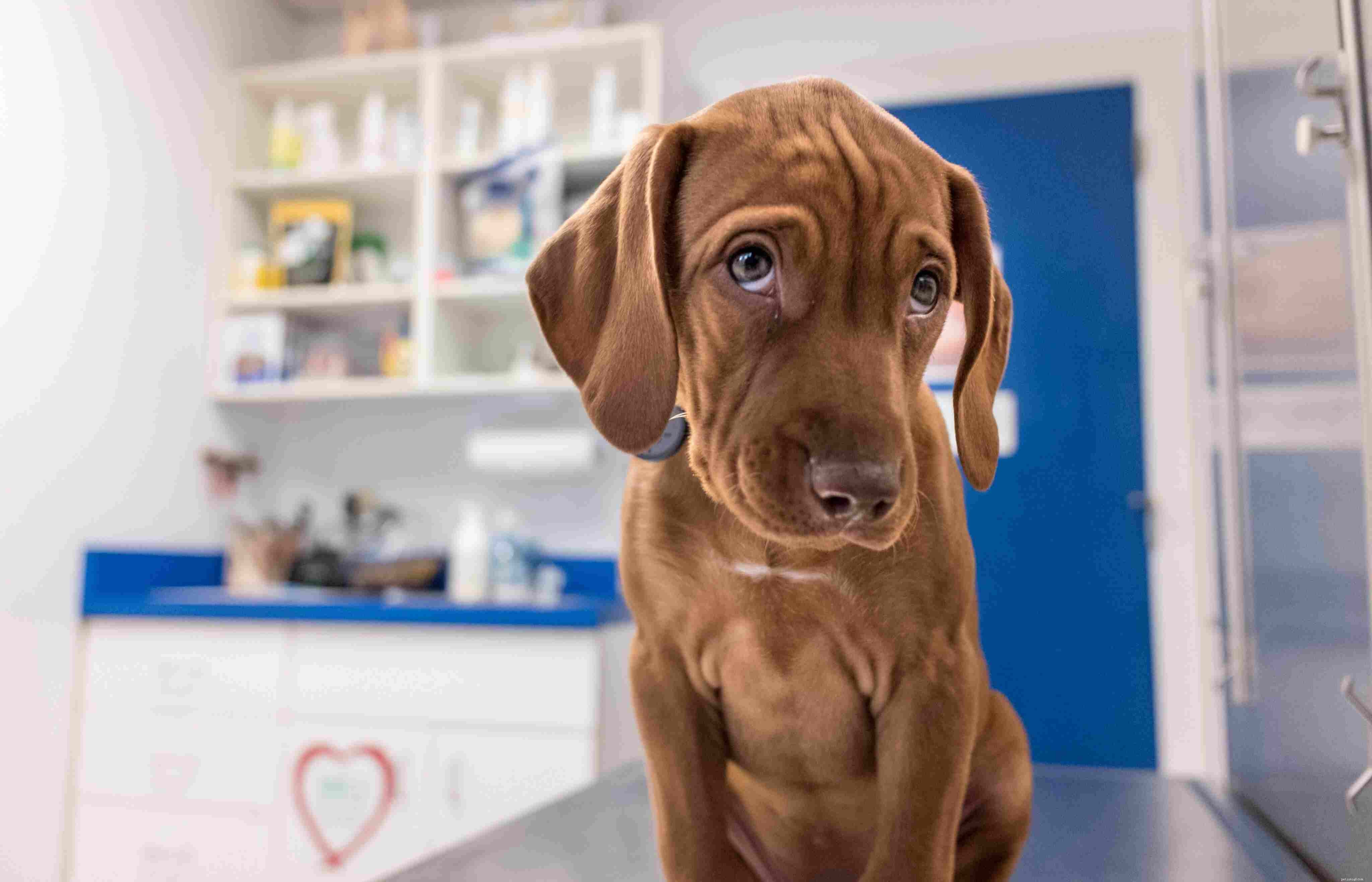 7 Essential Steps Before Bringing Home Your First Puppy