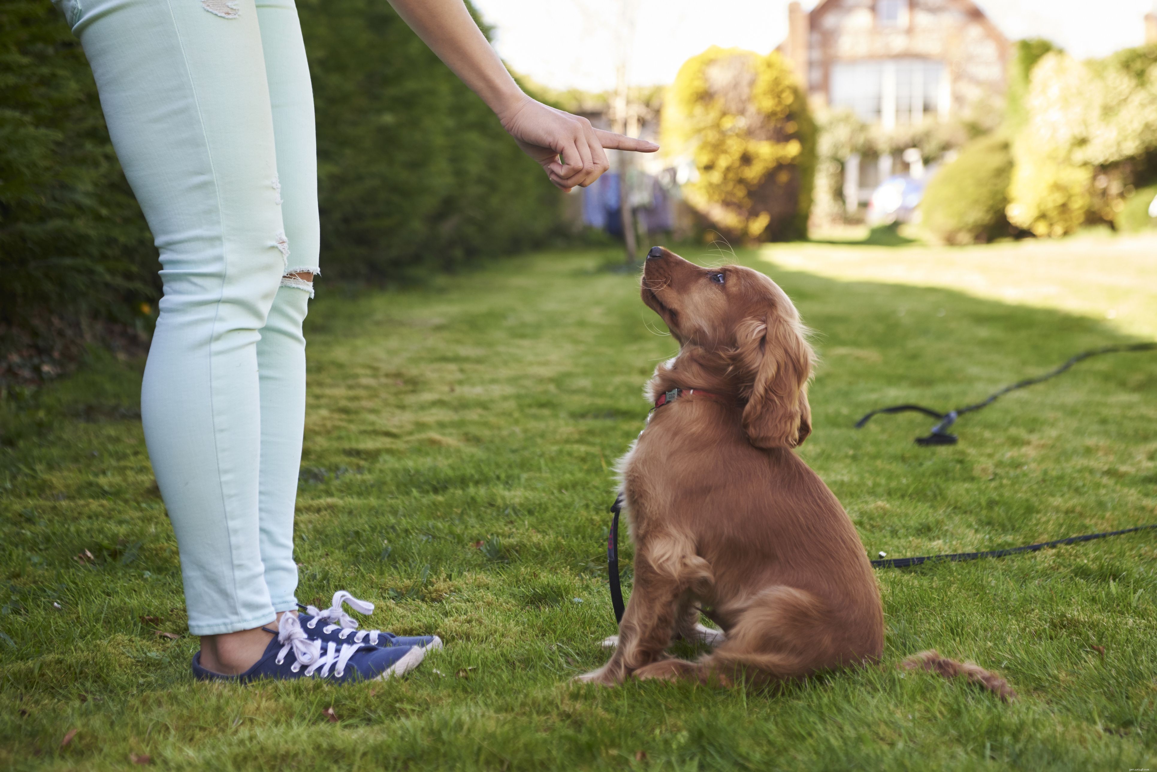 7 Essential Steps Before Bringing Home Your First Puppy