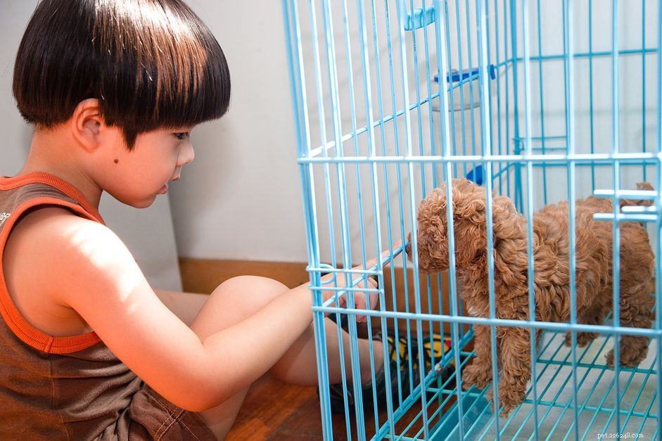 Guide to Boarding Your Dog at a Kennel: Safety, Comfort, and Best Practices