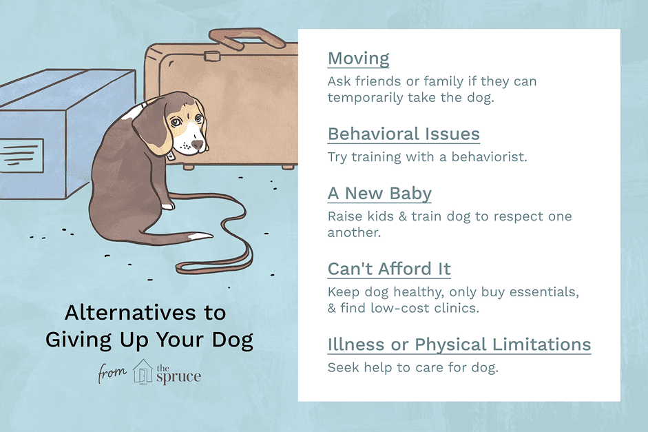 Responsible Dog Ownership: Why You Should Never Abandon Your Pet