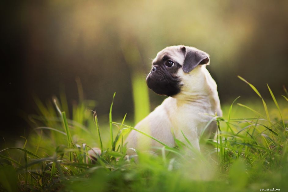 Preventing and Treating Anal Gland Infections in Puppies: A Quick Guide