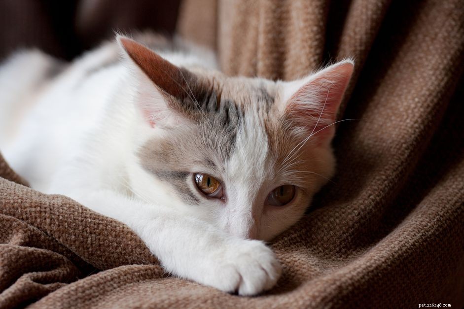 Understanding and Managing Gastroenteritis in Cats: Symptoms, Causes, and Care