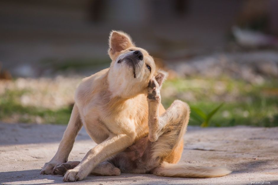 13 Common Skin Disorders in Dogs – Symptoms, Causes & Treatments