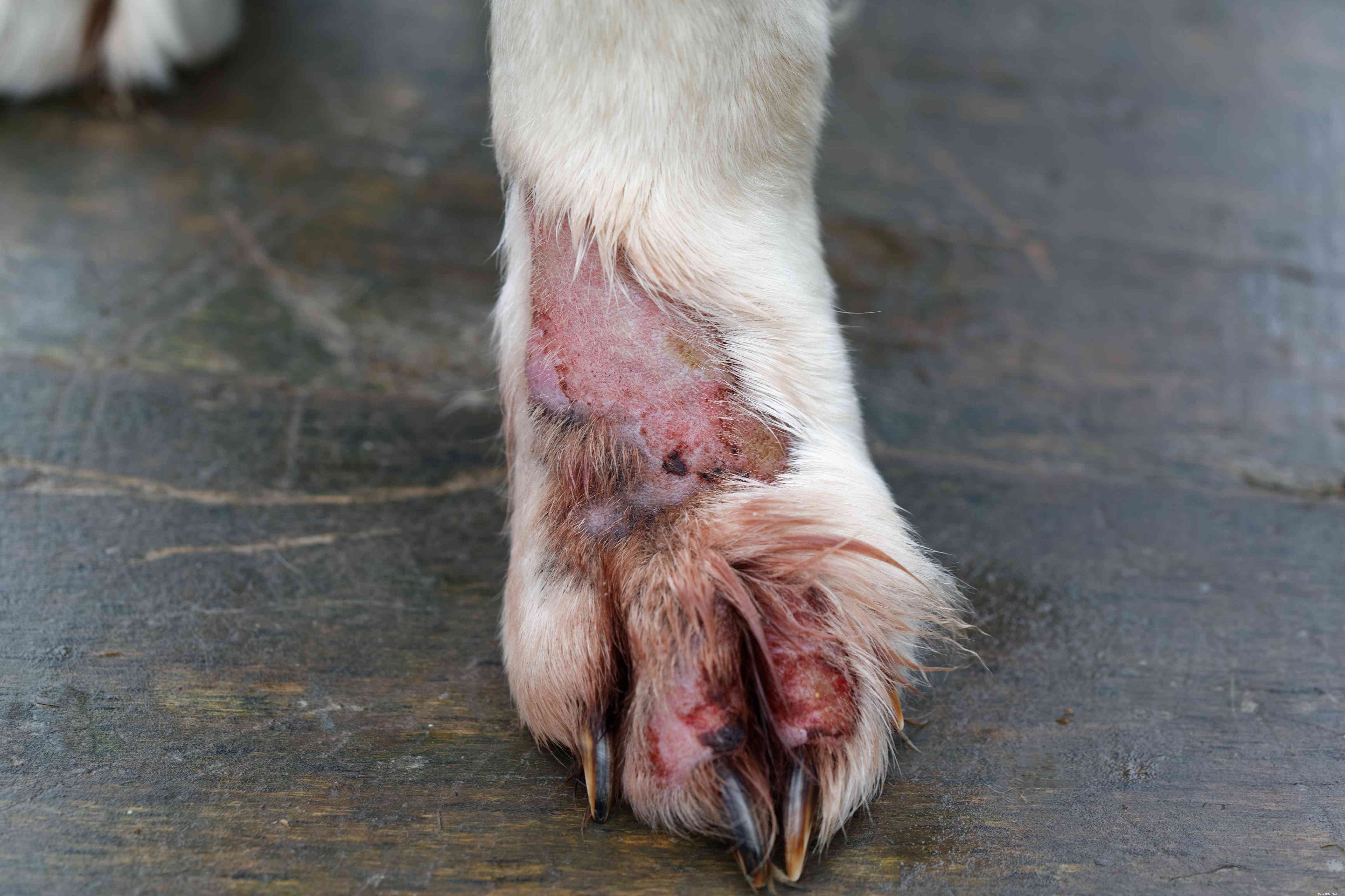 13 Common Skin Disorders in Dogs – Symptoms, Causes & Treatments