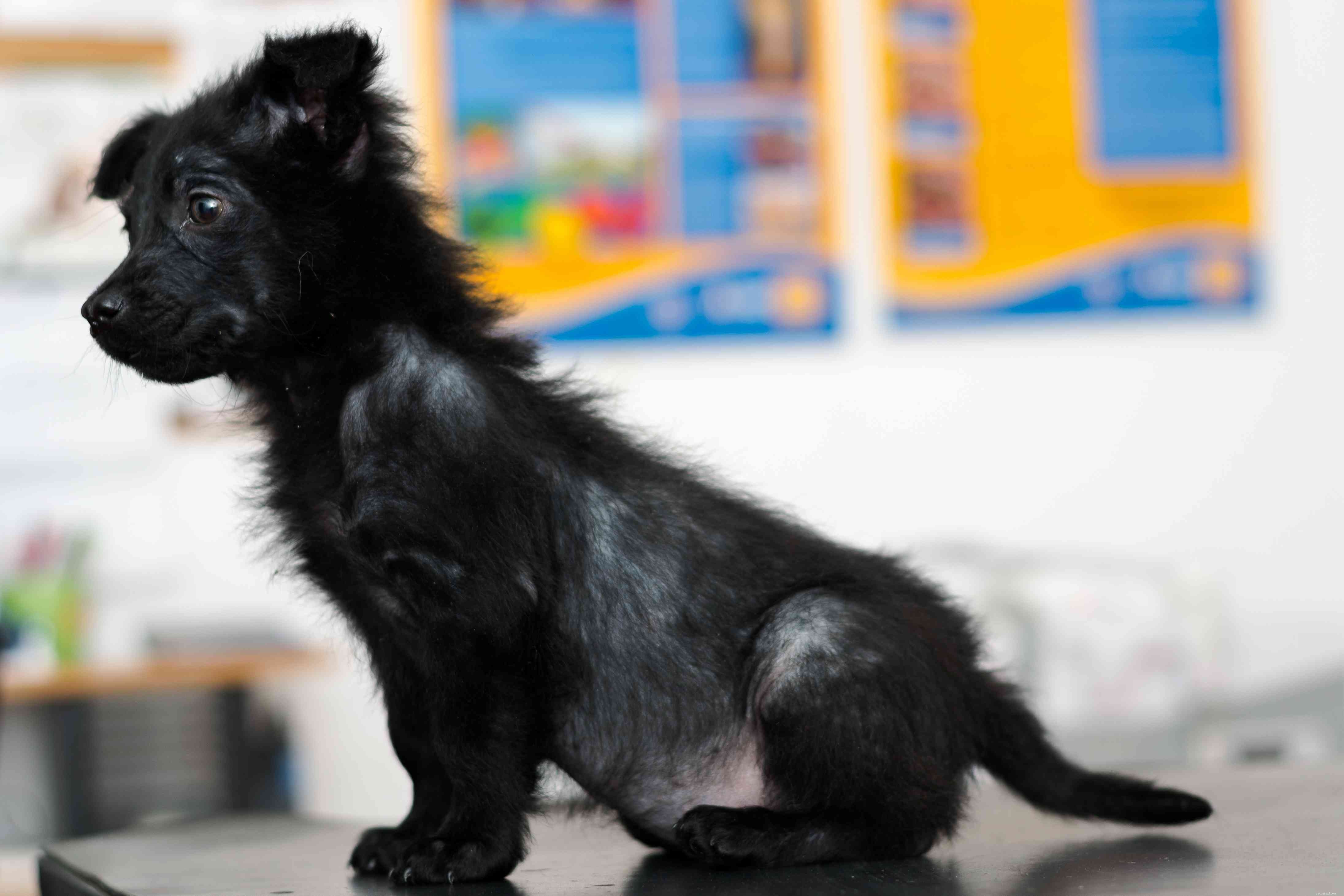 13 Common Skin Disorders in Dogs – Symptoms, Causes & Treatments