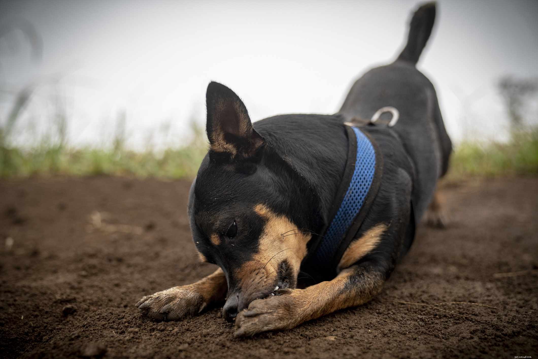 13 Common Skin Disorders in Dogs – Symptoms, Causes & Treatments