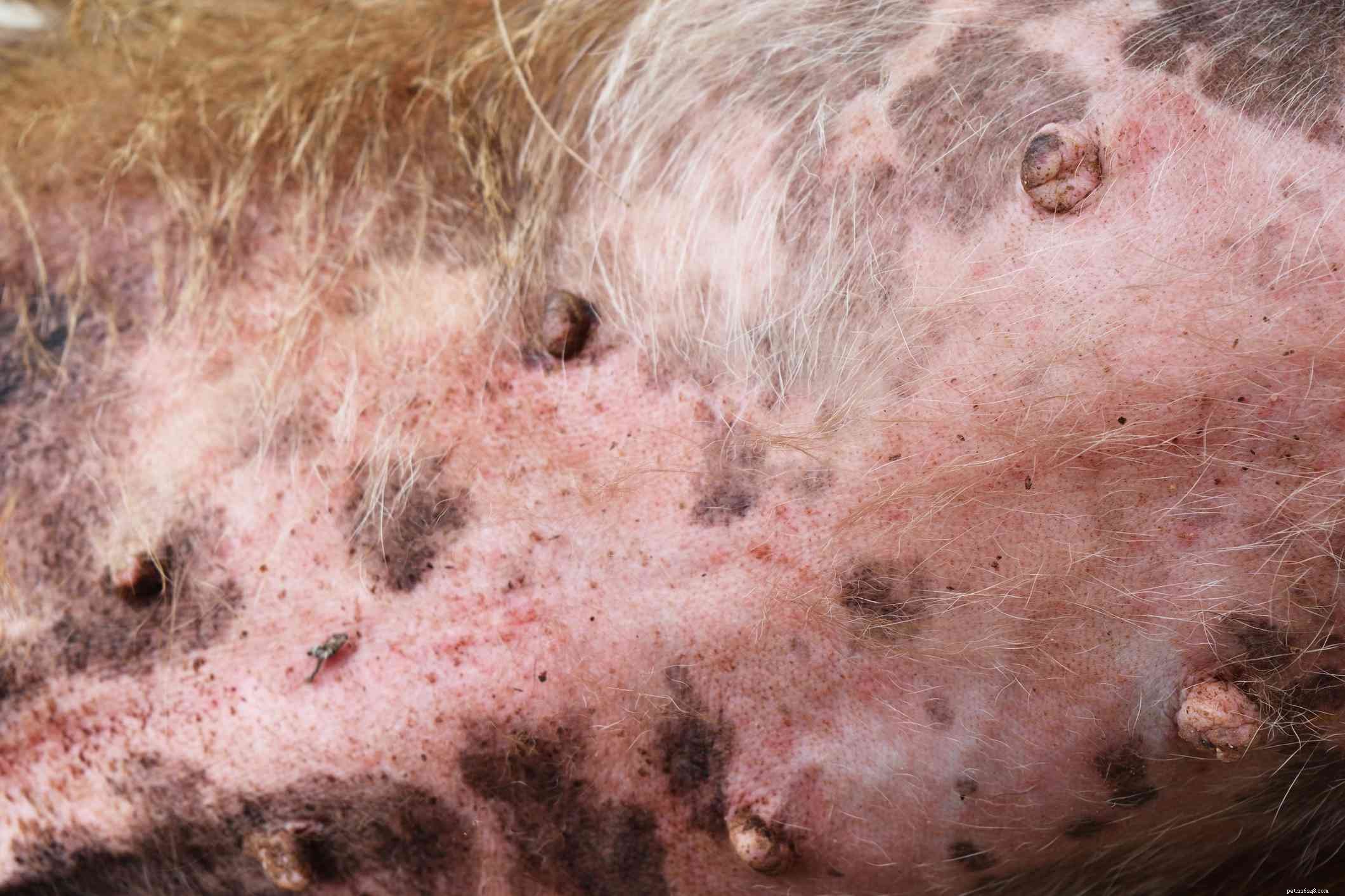 13 Common Skin Disorders in Dogs – Symptoms, Causes & Treatments