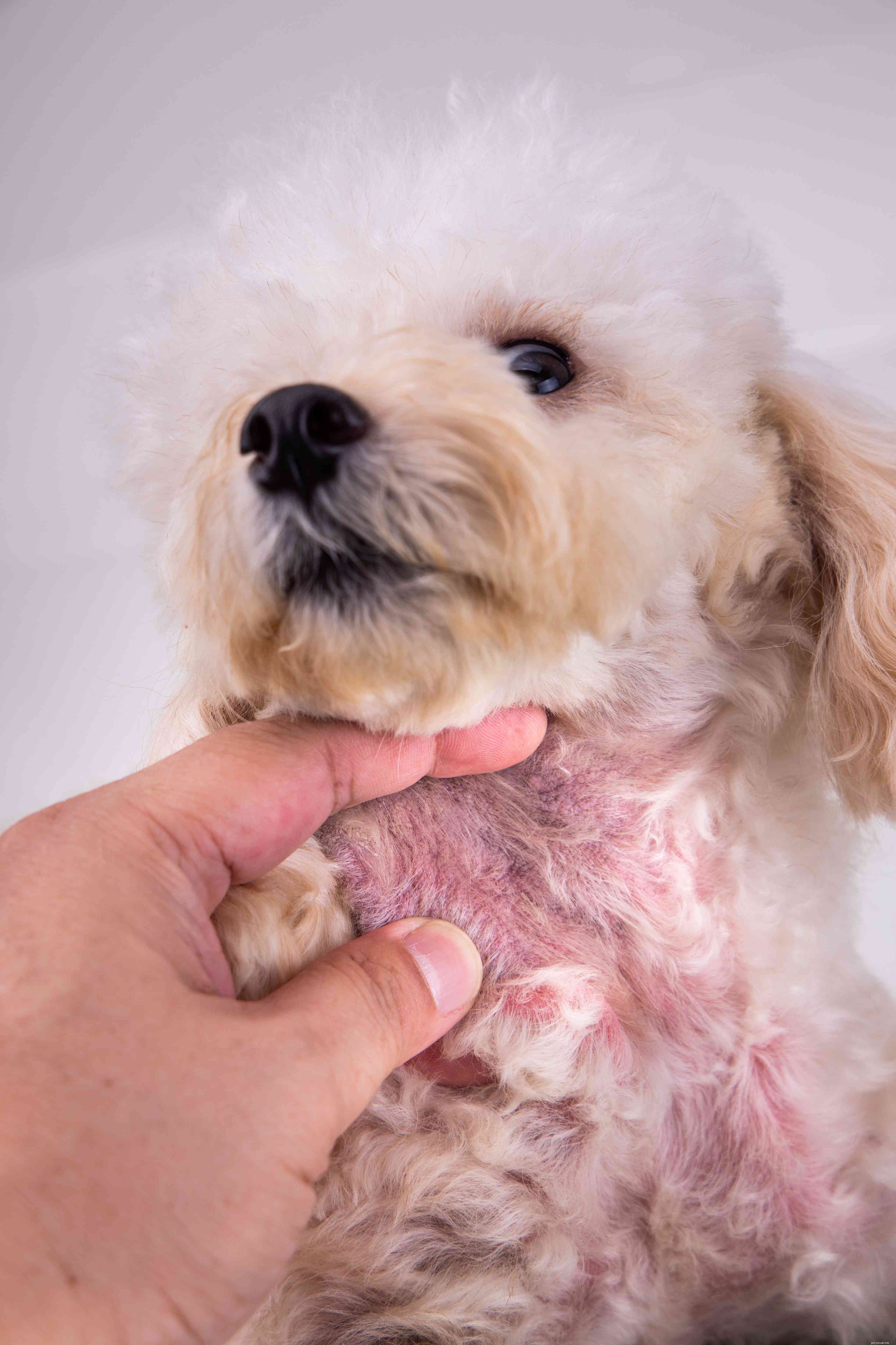 13 Common Skin Disorders in Dogs – Symptoms, Causes & Treatments