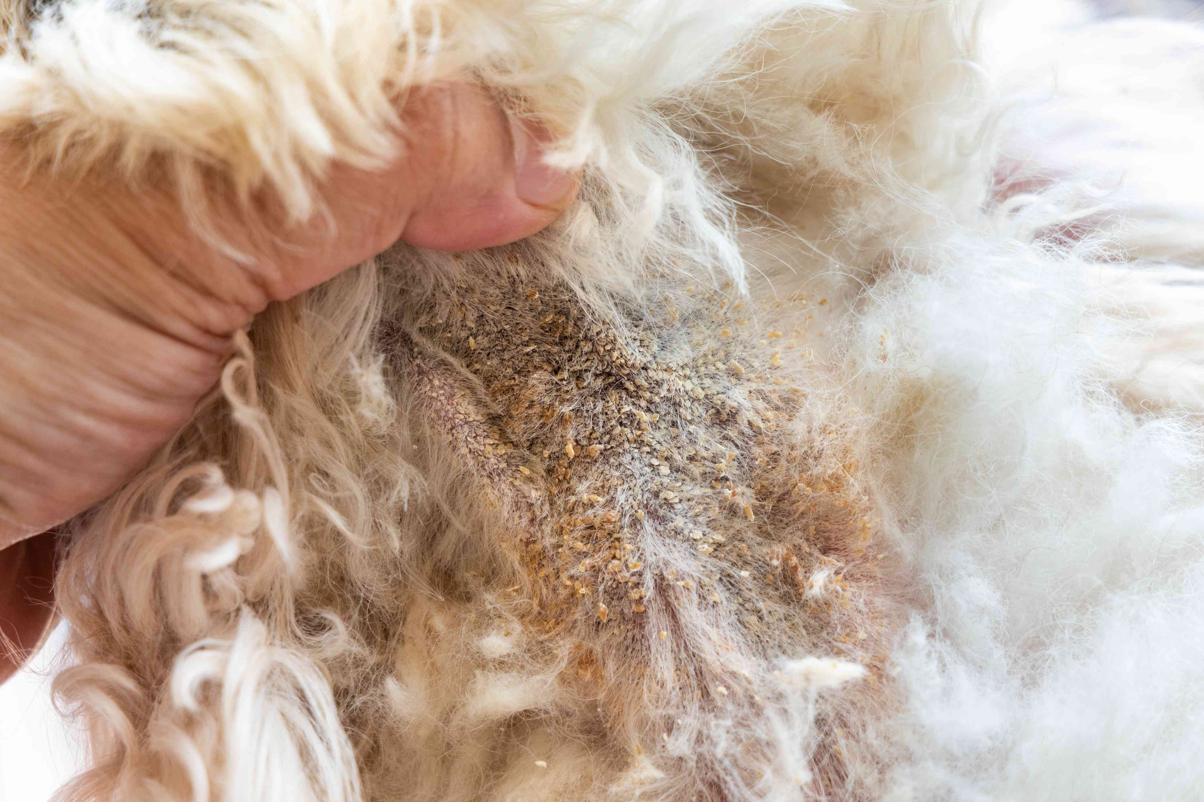 13 Common Skin Disorders in Dogs – Symptoms, Causes & Treatments