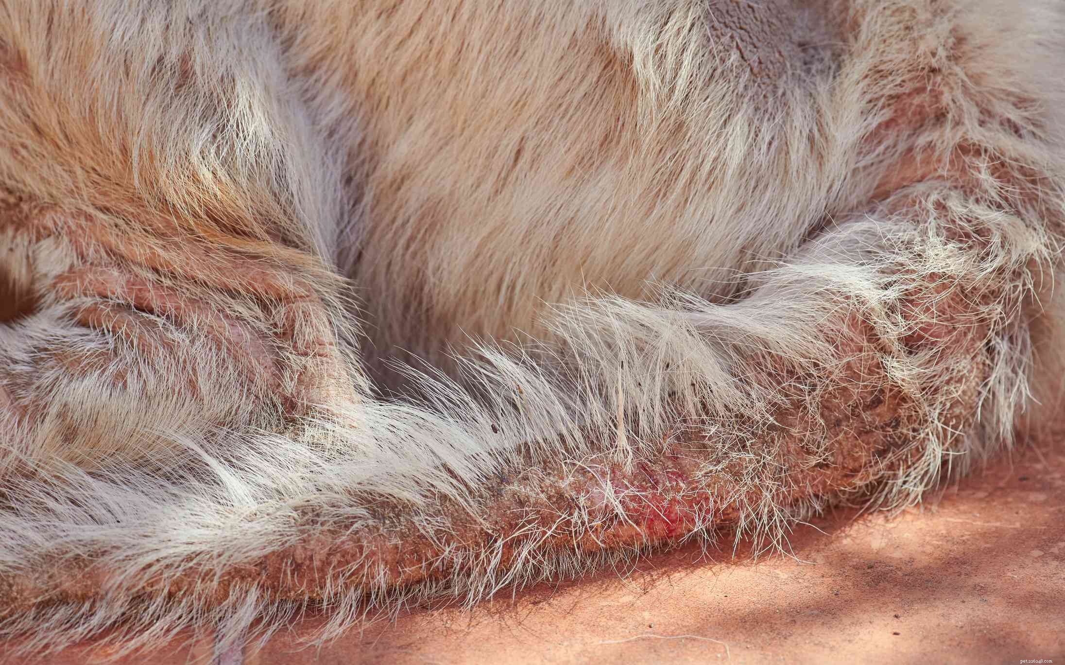 13 Common Skin Disorders in Dogs – Symptoms, Causes & Treatments