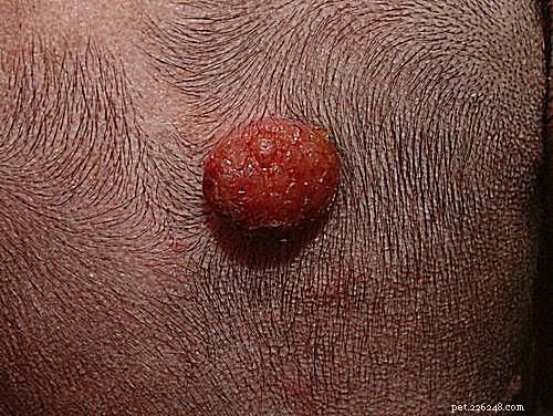 13 Common Skin Disorders in Dogs – Symptoms, Causes & Treatments