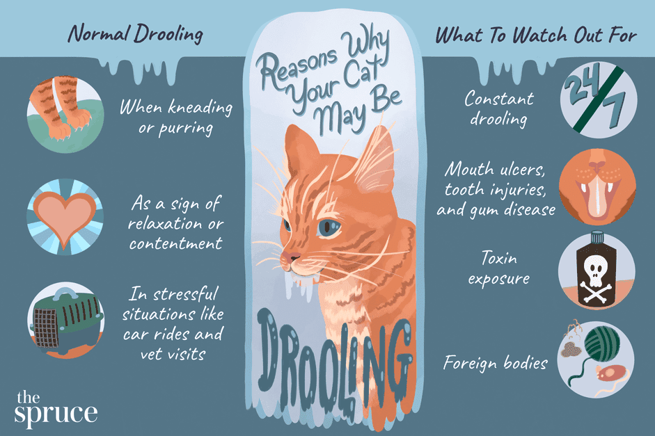Why Cats Drool: Common Causes & Effective Solutions