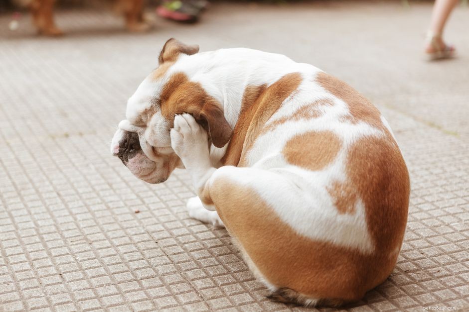 Understanding and Managing Dog Dermatitis: Symptoms, Causes, and Treatments