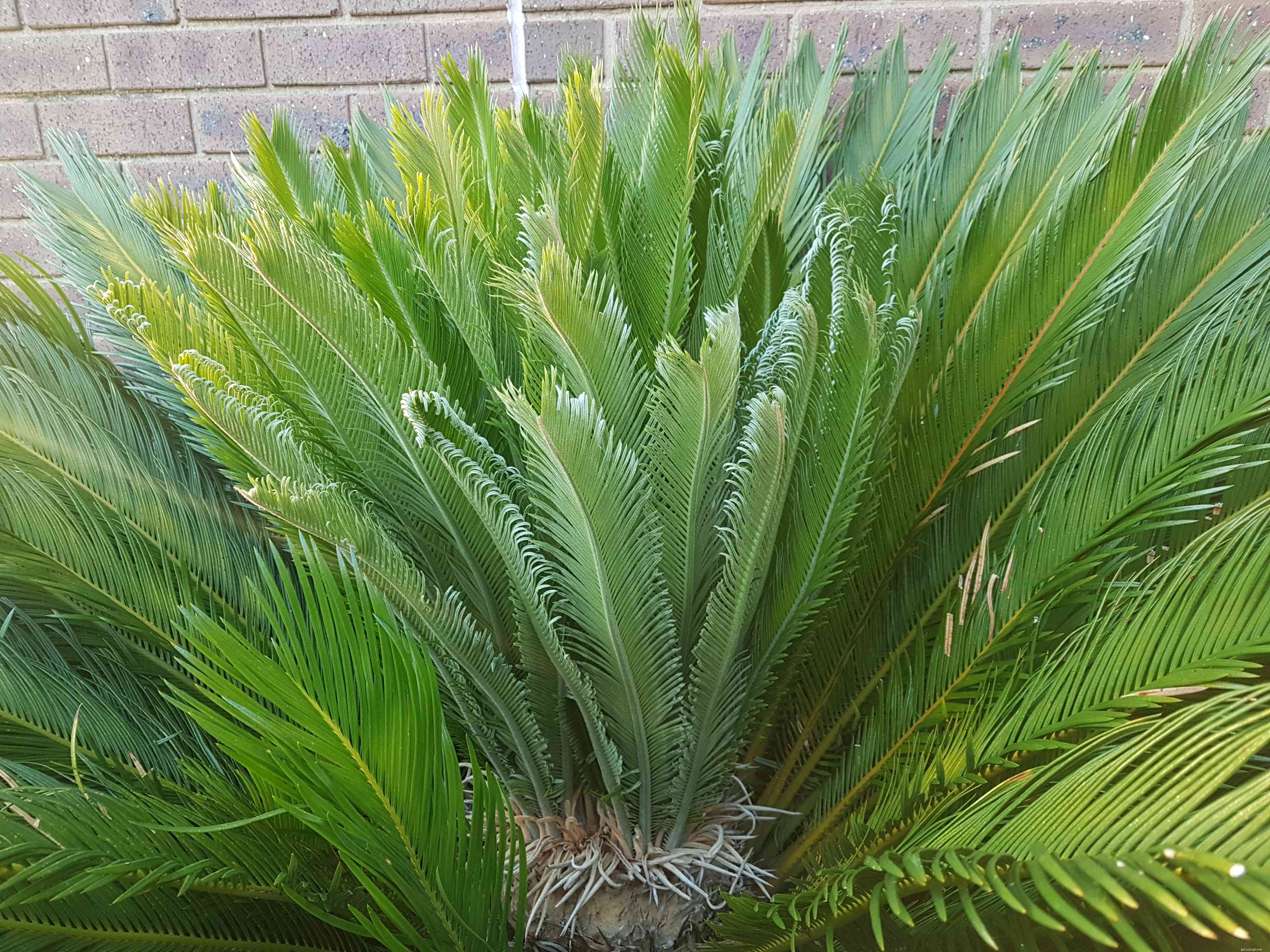 Sago Palm Toxicity: Protect Your Dog from Cycas Revoluta Poison