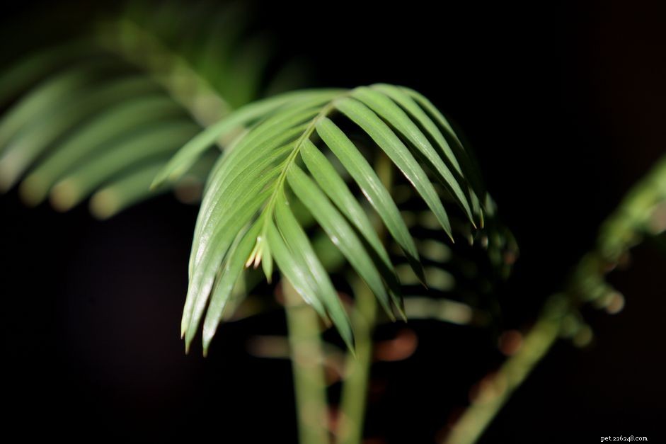 Sago Palm Toxicity: Protect Your Dog from Cycas Revoluta Poison
