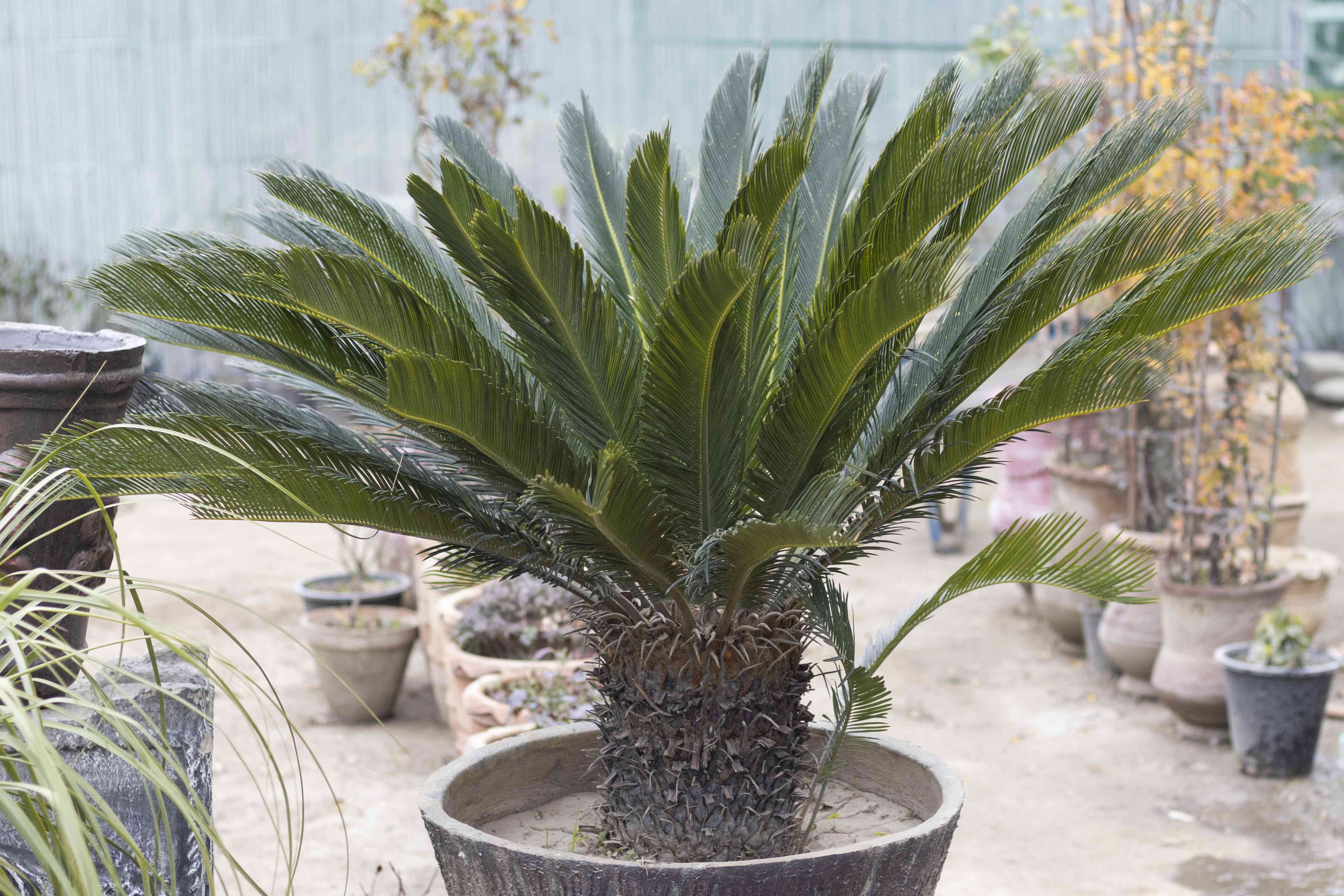 Sago Palm Toxicity: Protect Your Dog from Cycas Revoluta Poison