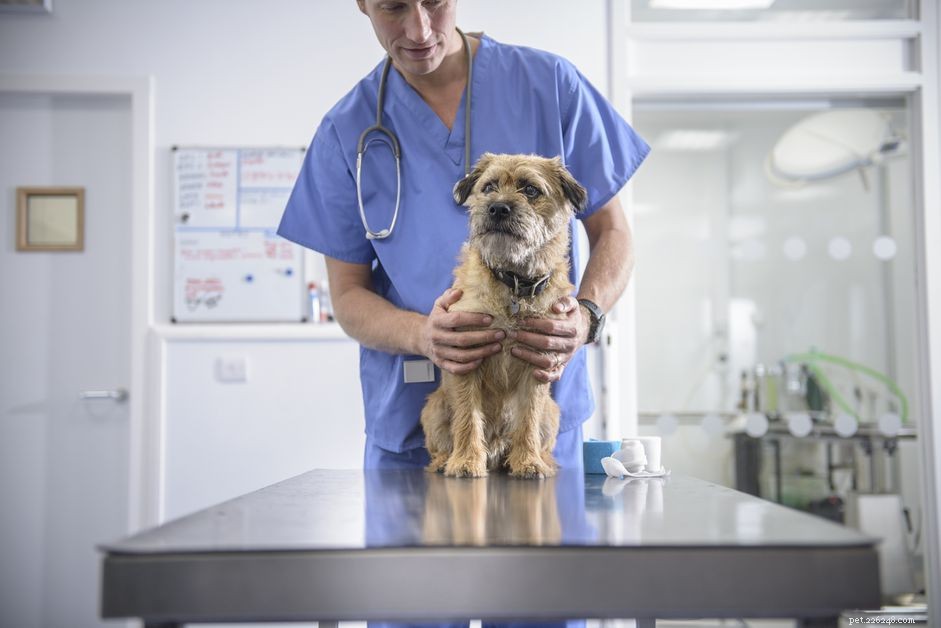 Understanding and Managing Heart Disease in Dogs: Causes, Symptoms, and Care