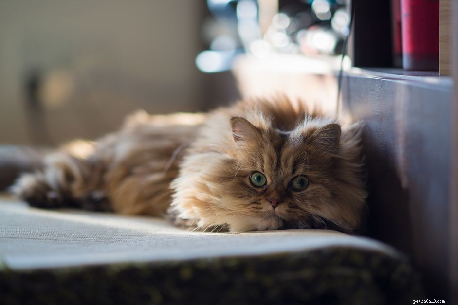 Polycystic Kidney Disease in Cats: Symptoms, Early Detection & Care