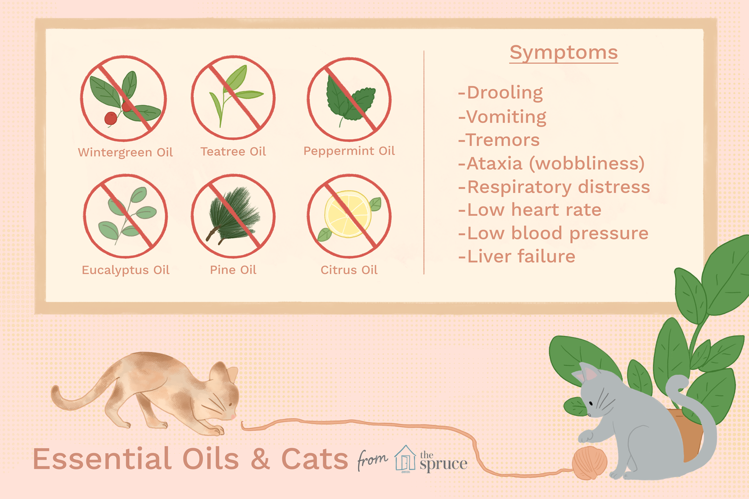 Essential Oils and Your Cat: Risks, Symptoms, and Safe Practices