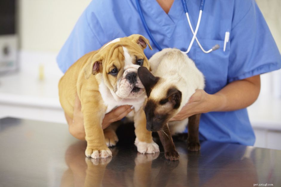 Pulmonary Edema in Dogs: Causes, Symptoms, and Urgent Care