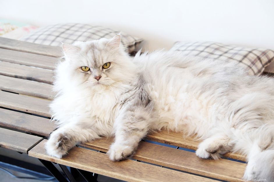 Understanding and Managing Renal Failure in Cats: Signs, Treatment, and Care