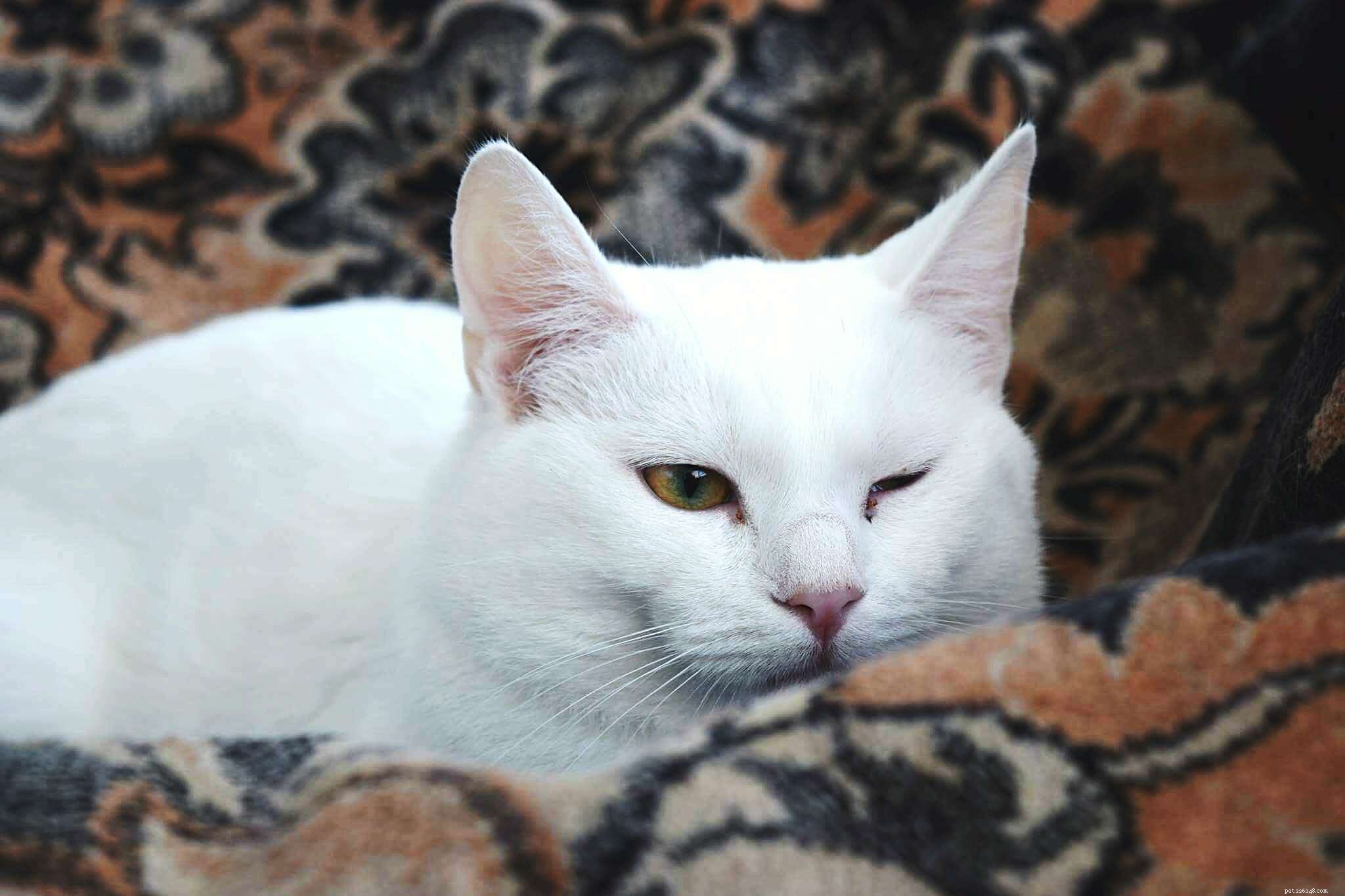Understanding and Treating Uveitis in Cats: Protect Your Feline’s Vision