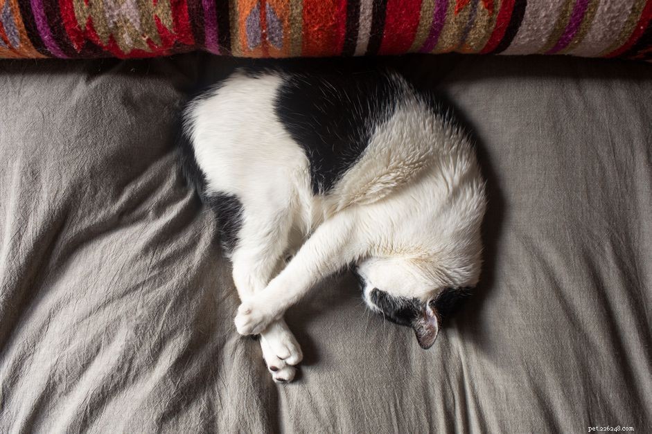 Why Cats Sleep So Much: The Science Behind Your Feline’s 16‑Hour Nap Habit