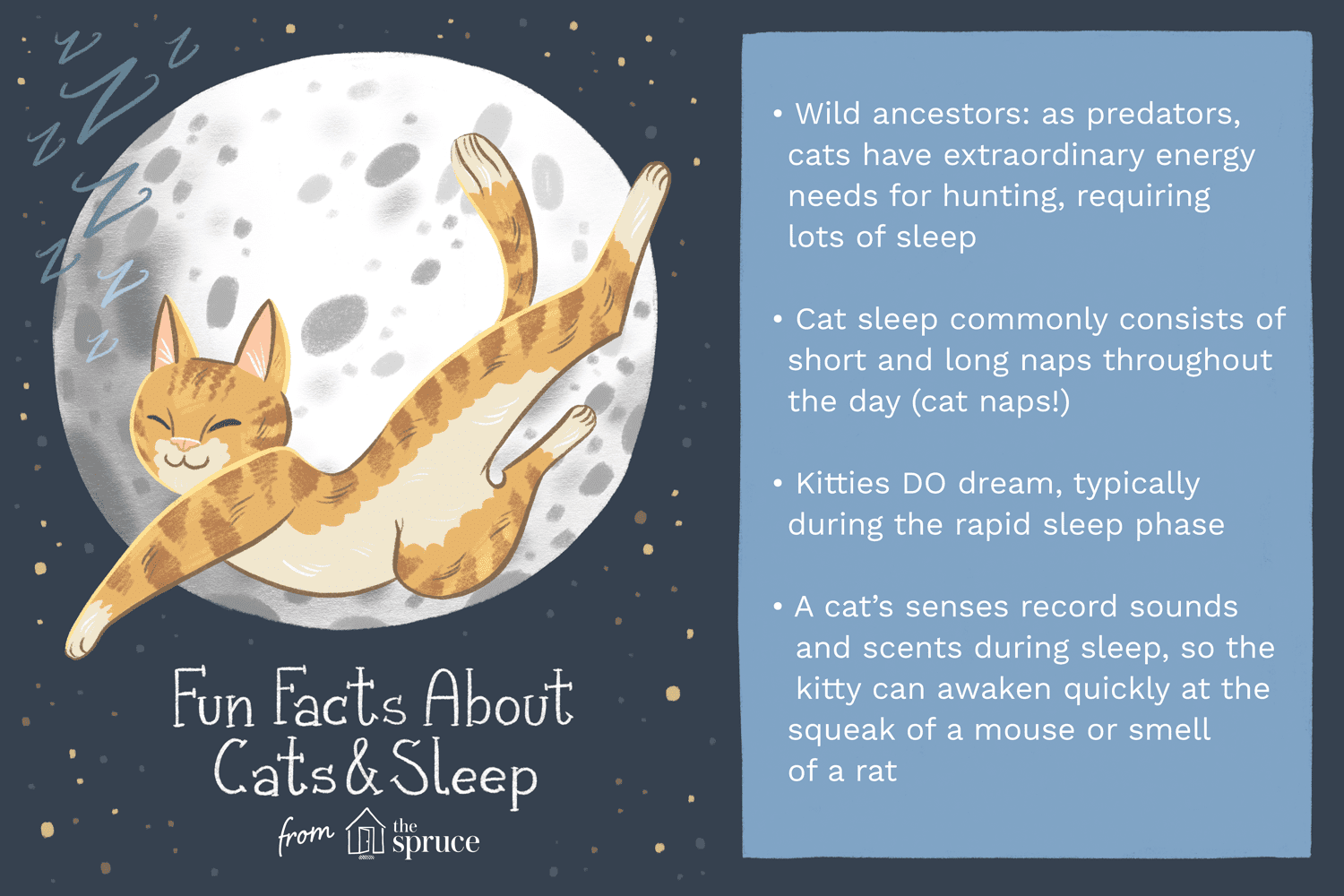 Why Cats Sleep So Much: The Science Behind Your Feline’s 16‑Hour Nap Habit