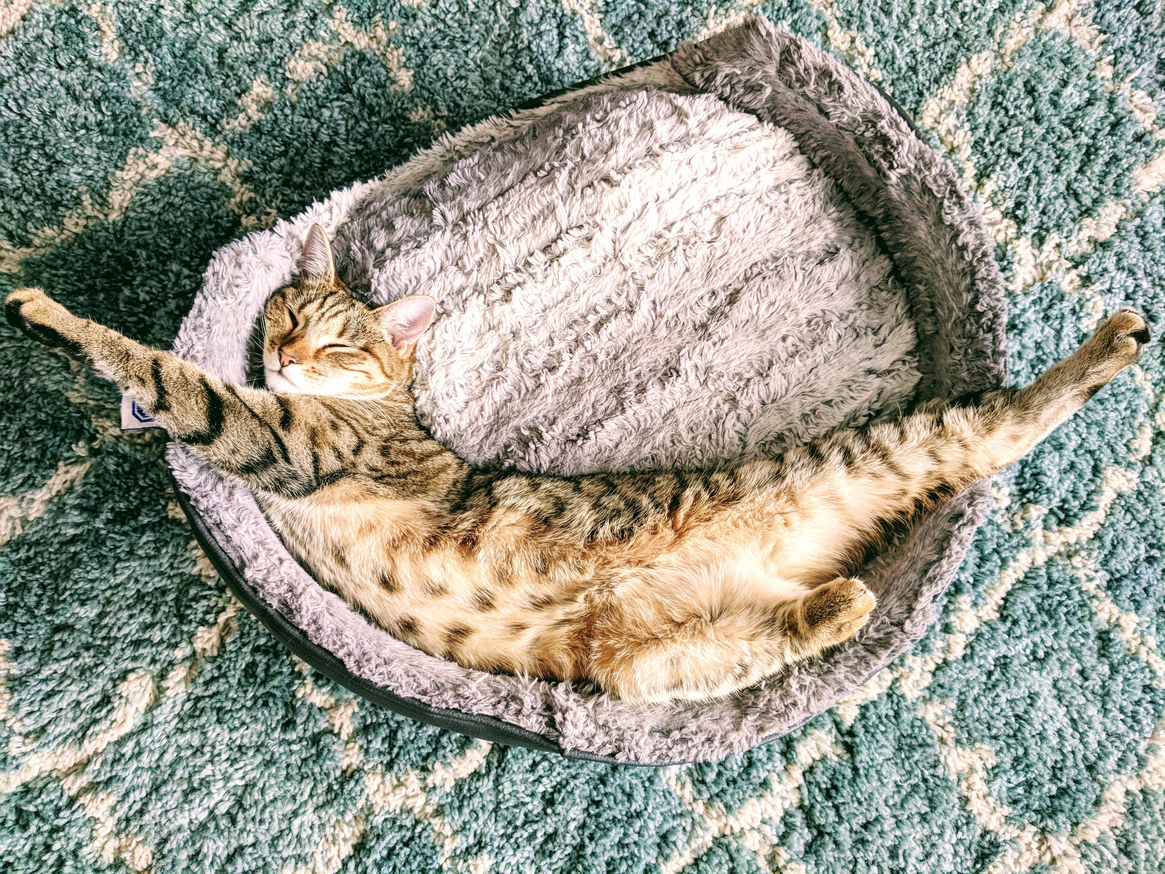 Why Cats Sleep So Much: The Science Behind Your Feline’s 16‑Hour Nap Habit