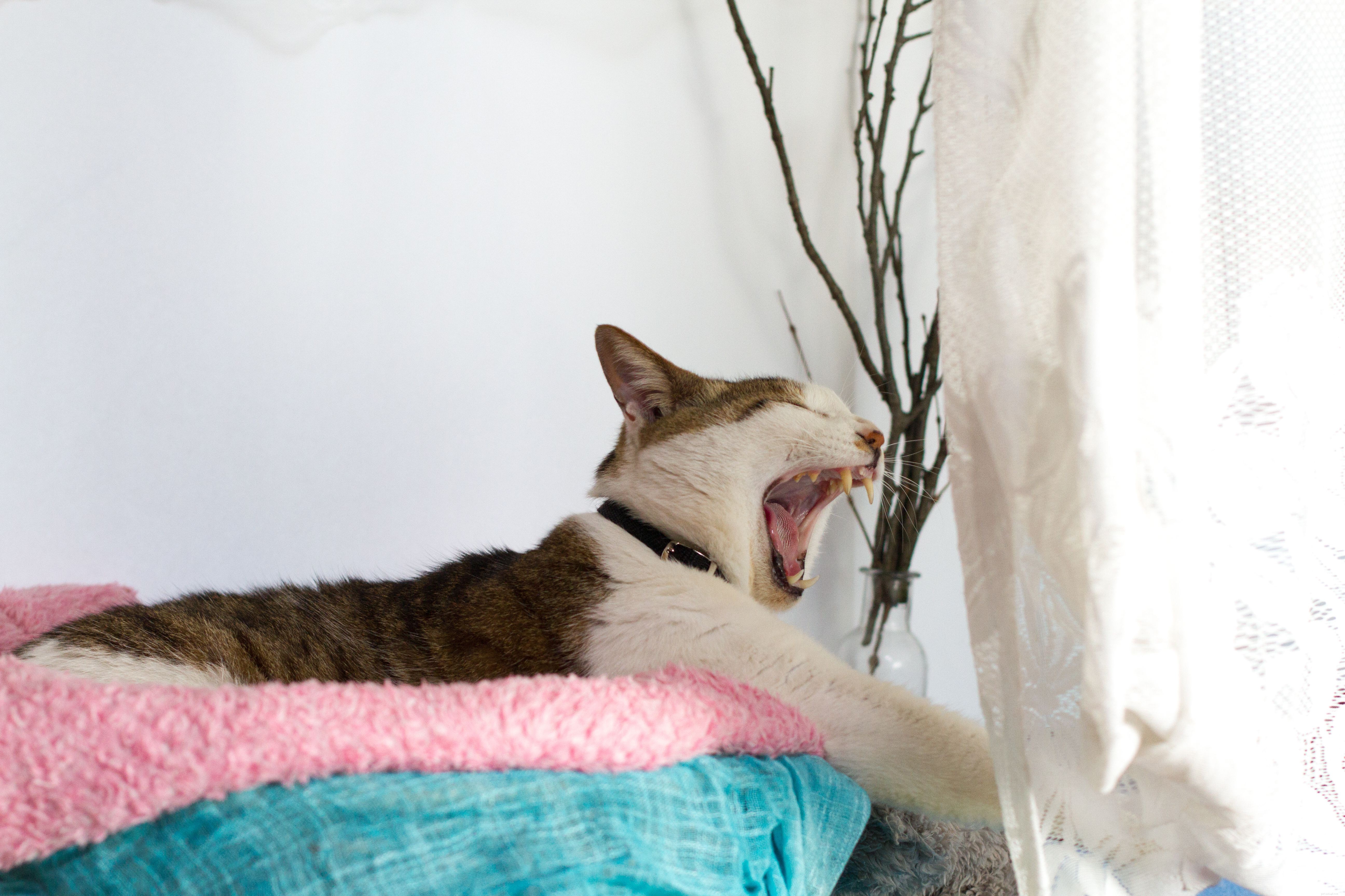 Why Cats Sleep So Much: The Science Behind Your Feline’s 16‑Hour Nap Habit